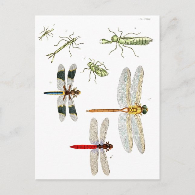 drakflygning vykort (Framsida)