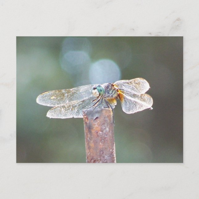 drakflygning vykort (Framsida)