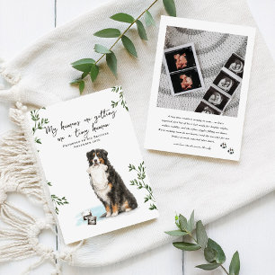 Dräktighetsannonsering för Bernese Mountain Dog Meddelande