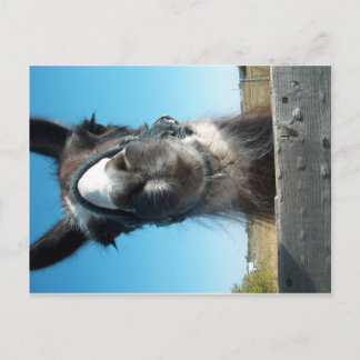 Drama Llama Vykort