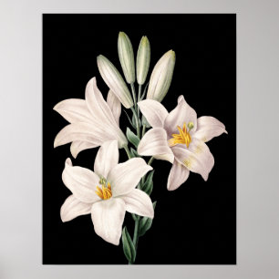 Dramatic Black and White Lilies Poster