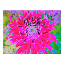 Dramatic Crimson Red and Rosa Dahlia Flower Fototryck