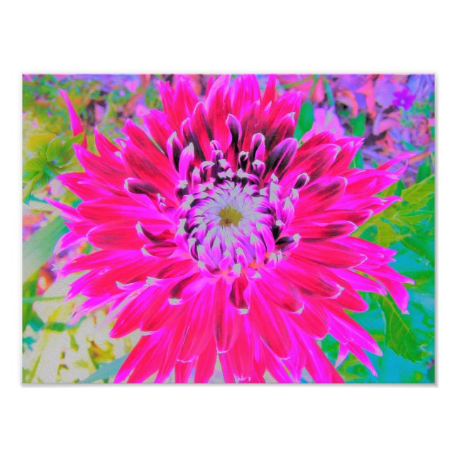 Dramatic Crimson Red and Rosa Dahlia Flower Fototryck (Framsidan)