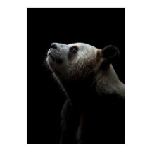Dramatic Giant Panda Portrait