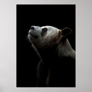Dramatic Giant Panda Portrait Poster