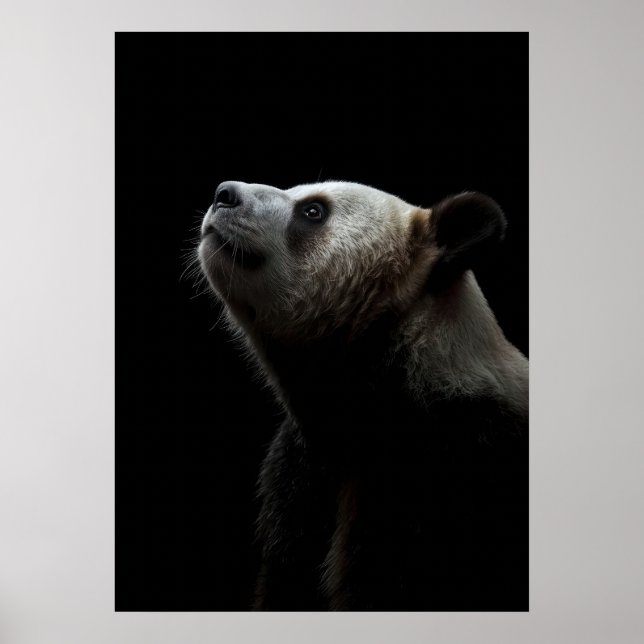 Dramatic Giant Panda Portrait Poster (Framsidan)