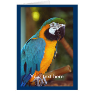 Dramatic Macaw Hälsningskort