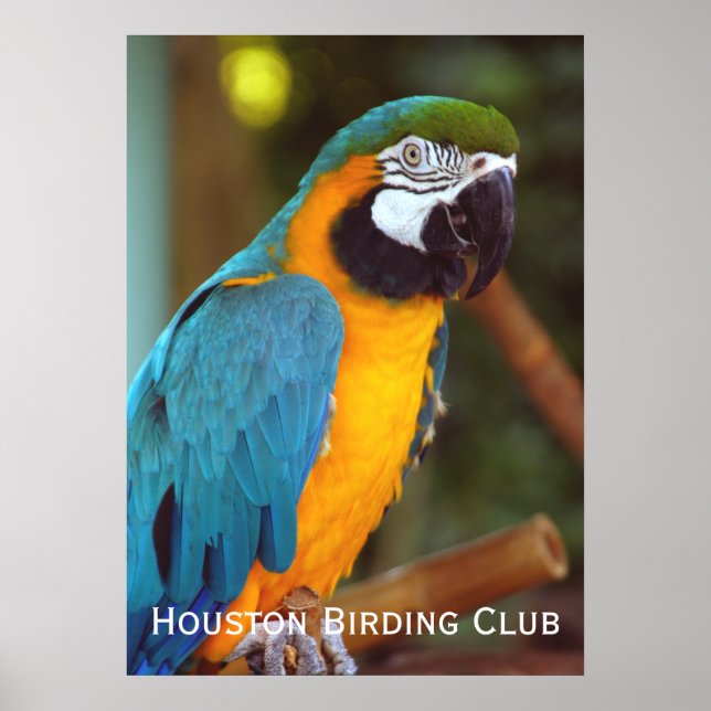 Dramatic Macaw Poster (Framsidan)