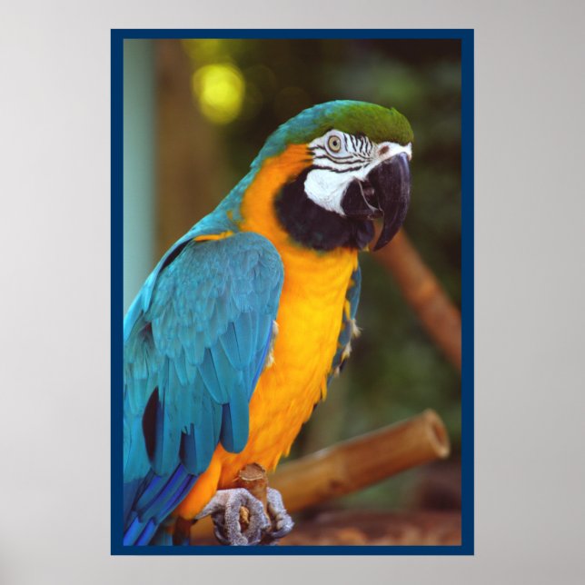 Dramatic Macaw Poster (Framsidan)