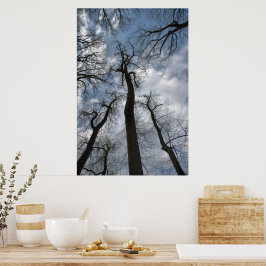 Dramatic Tulip Poplar Träd Cloudy Blå himmel Poster