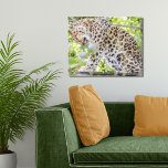 Dramatic Wildlife Photograph Leopard Canvastryck<br><div class="desc">Jag tog det här fotot av den här magnifika leoparden på zoo med mitt zoomobjektiv från långt och han verkade inte ha något emot. Lyckligtvis!</div>