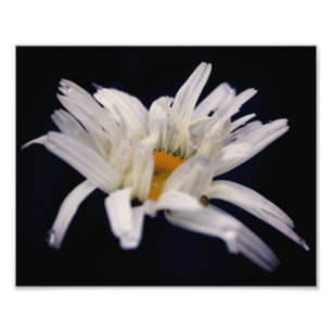 Dramatisk Daisy blomma 8x10 Fototryck