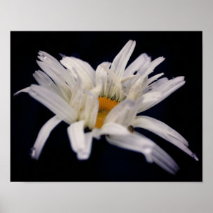 Dramatisk Daisy blomma Poster