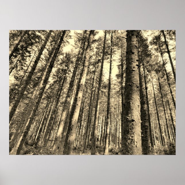 Dramatisk Forest Träd Poster (Framsidan)