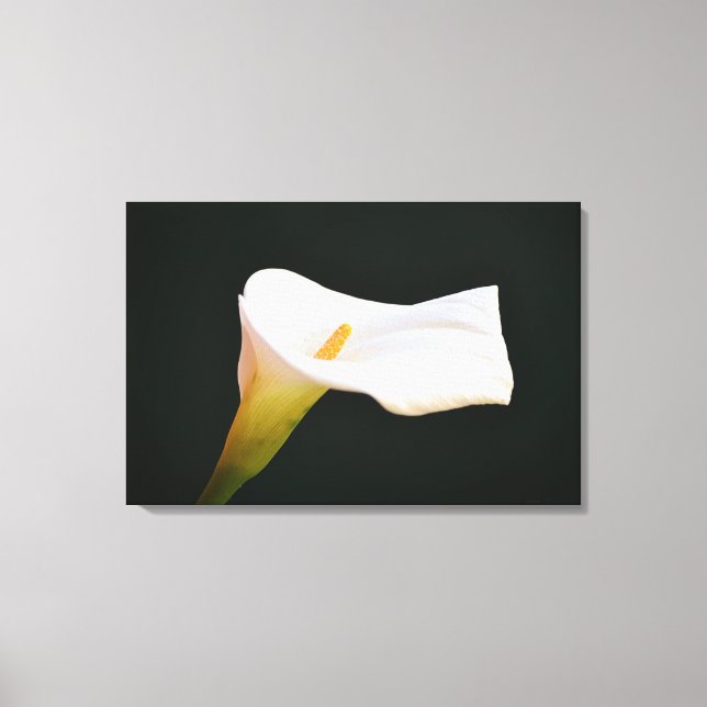 Dramatisk fotografisk konst av vit Calla Lily-blom Canvastryck (Framsida)