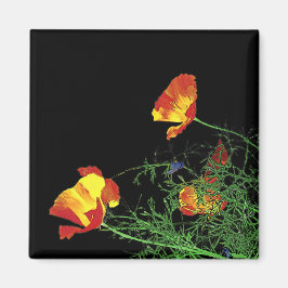 dramatiska kaliforniska poppor på svart magnet