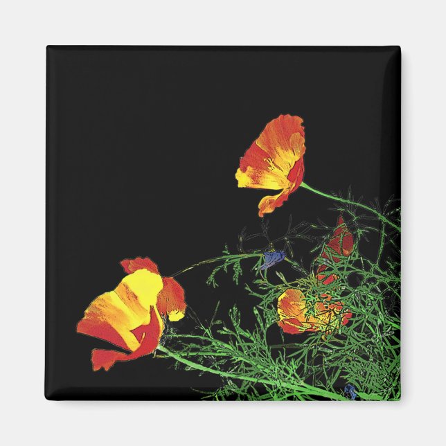 dramatiska kaliforniska poppor på svart magnet (Framsidan)