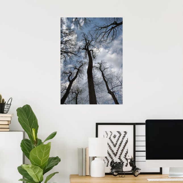 Dramatiska Tulpanträd Molnig blå himmel Poster (Hemmakontoret)