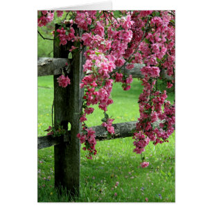 Drapa Dogwood Birthday Greeting Card Hälsningskort