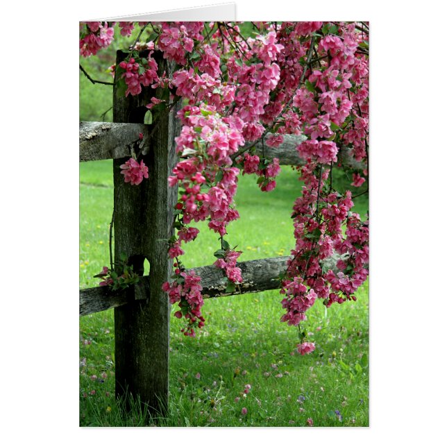 Drapa Dogwood Birthday Greeting Card Hälsningskort (Framsidan)