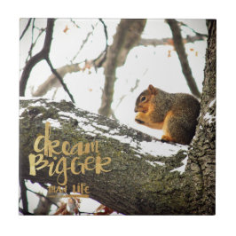 Dream Bigger than Life Squirrel Kakelplatta