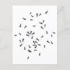 Dream-jobbet utförs av ett team vykort