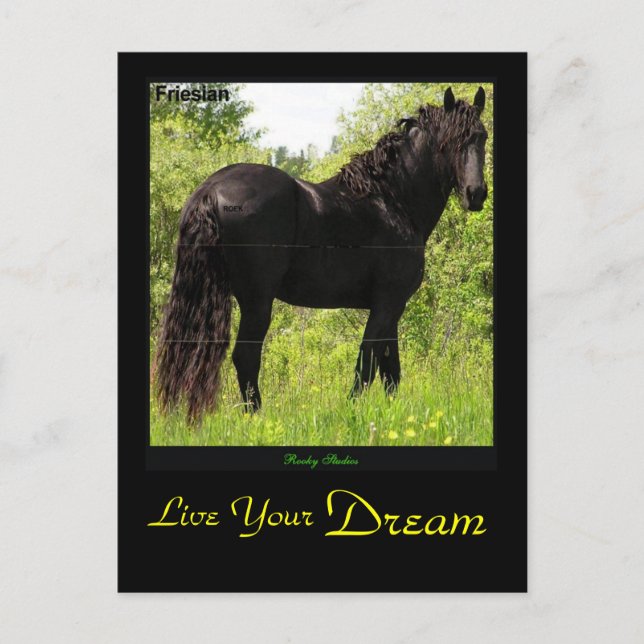 Dreamin'Friesian-vykort Vykort (Framsida)