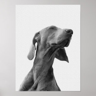 Dreaming-hund Poster