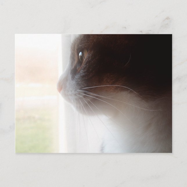 Dreaming-katt Vykort (Framsida)