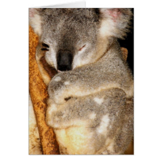 Dreaming Koala OBS Kort