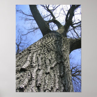 Dreaming Träd Poster