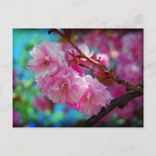 Dreamland, Cherry-blommarna i Sydkorea Vykort