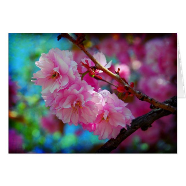 Dreamland Hälsningskort (Framsidan Horizontal)