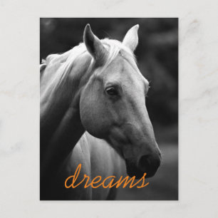 Dreams Motivational Black & White Horse Head Vykort