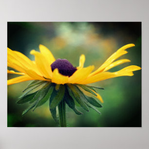 Dreamy Black Eyed Susan Daisy Flower Poster