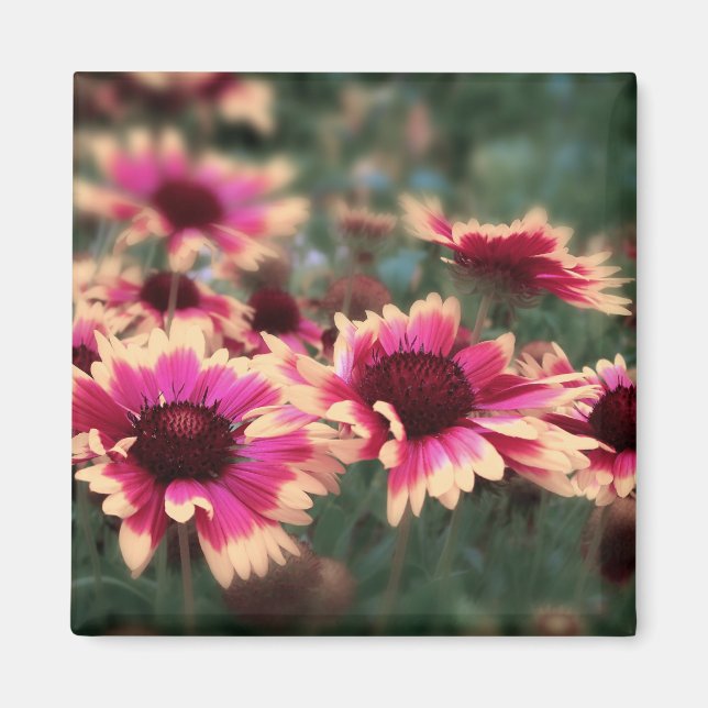 Dreamy Blanket Flowers Magnet (Framsidan)