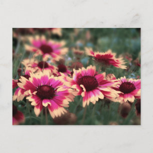 Dreamy Blanket Flowers Vykort