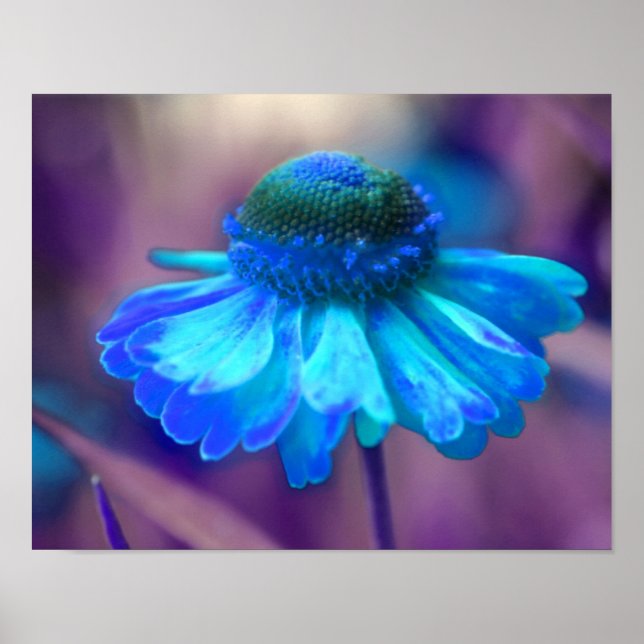 Dreamy Blue Zinnia Abstrakt Flower Art Poster (Framsidan)