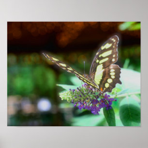 Dreamy Butterfly i blomning Poster