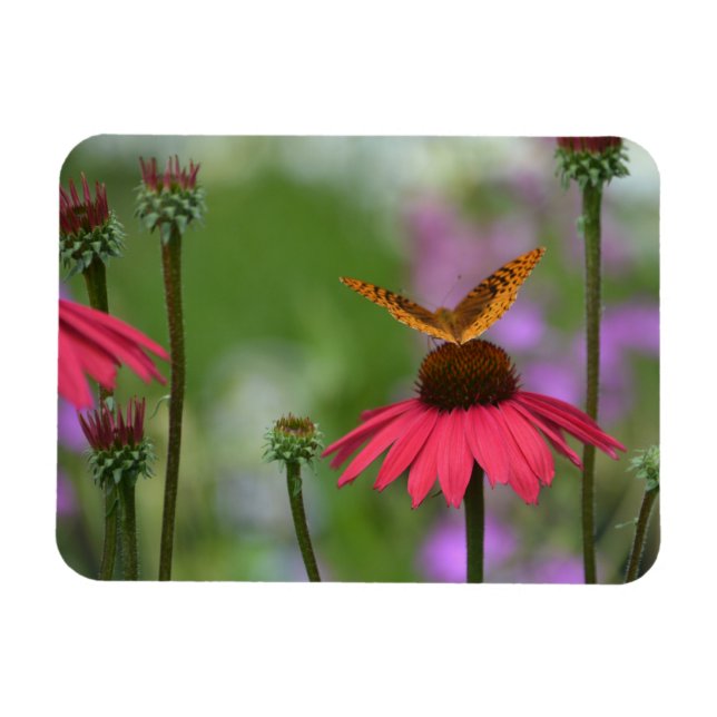 Dreamy Butterfly On Coneflower Magnet (Horisontell)