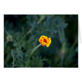 Dreamy California poppy-hälsningskort Hälsningskort