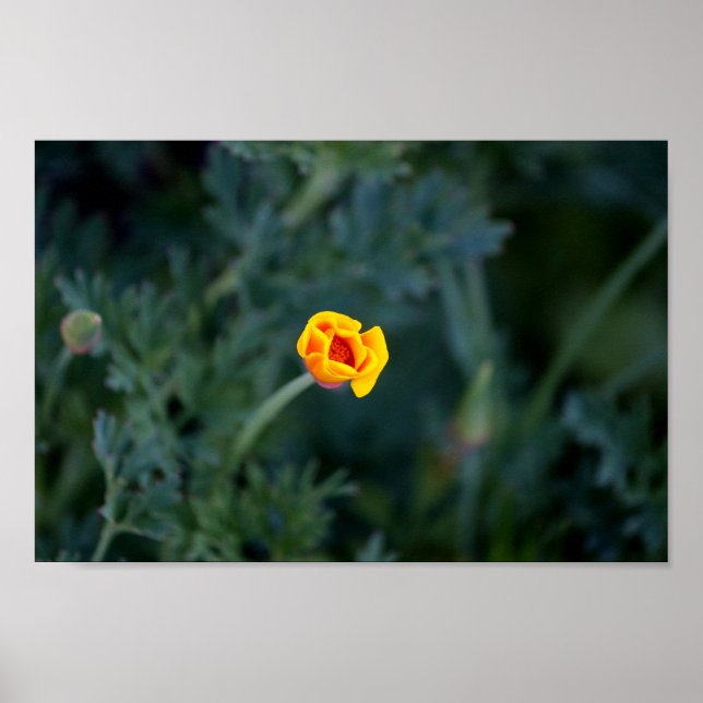 Dreamy California poppy Poster (Framsidan)