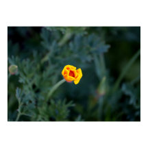 Dreamy California poppy Poster