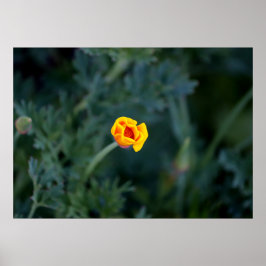 Dreamy California poppy Poster
