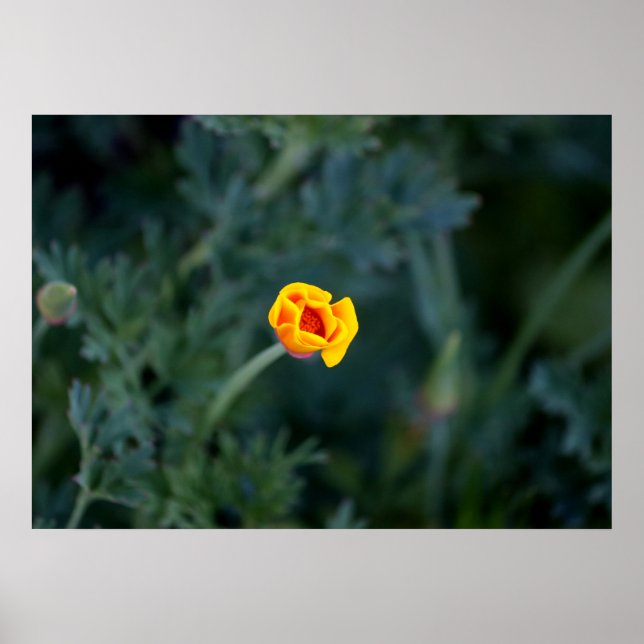 Dreamy California poppy Poster (Framsidan)