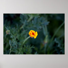 Dreamy California poppy Poster
