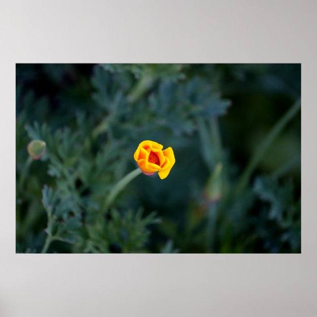 Dreamy California poppy Poster (Framsidan)