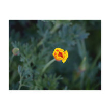 Dreamy California poppy Poster