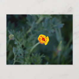 Dreamy California poppy Poster Vykort