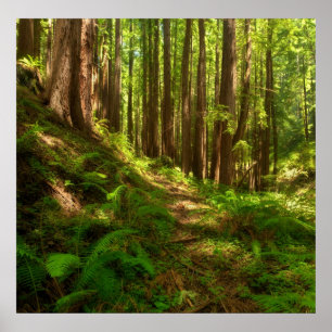 Dreamy California Redwood Poster